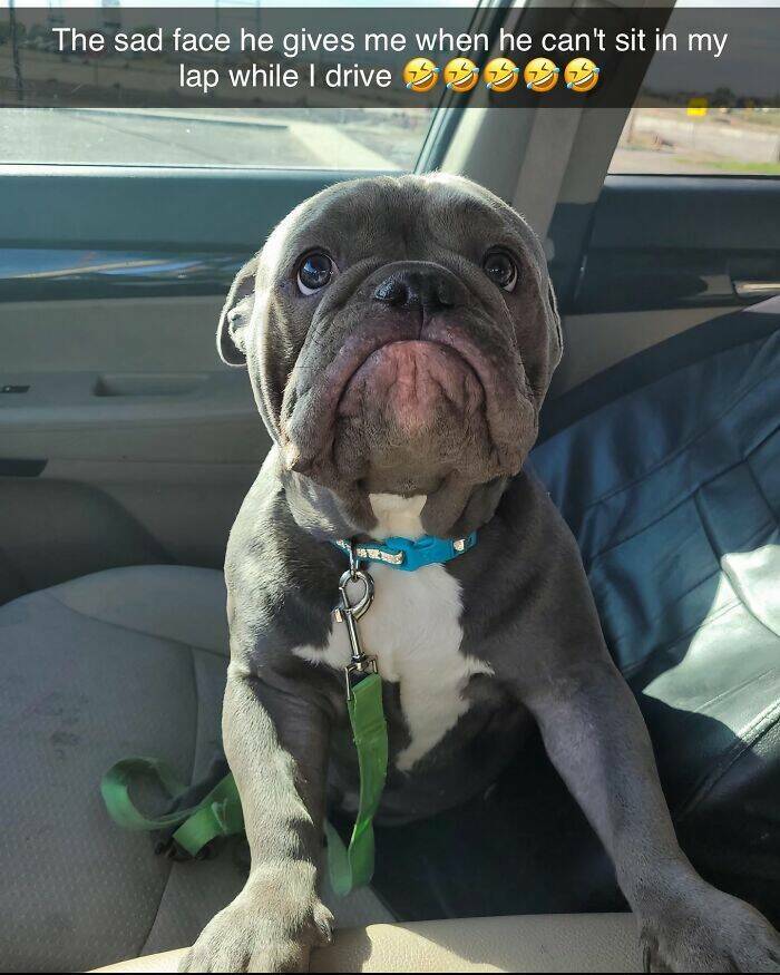 Your Daily Bark of Joy Your Daily Bark of Joy