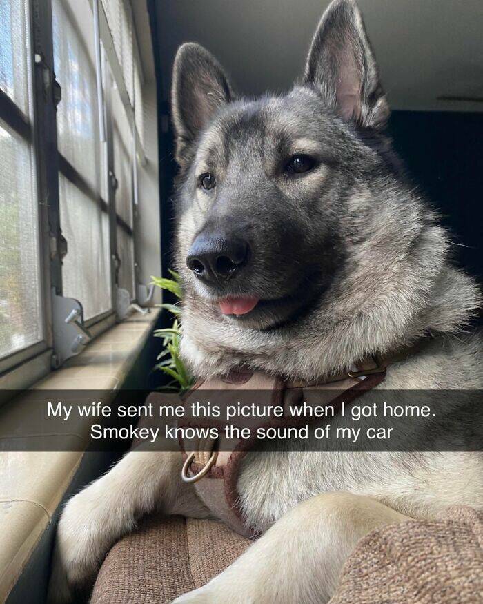 Your Daily Bark of Joy Your Daily Bark of Joy