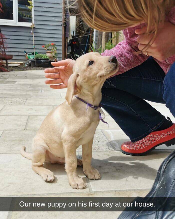 Your Daily Bark of Joy Your Daily Bark of Joy