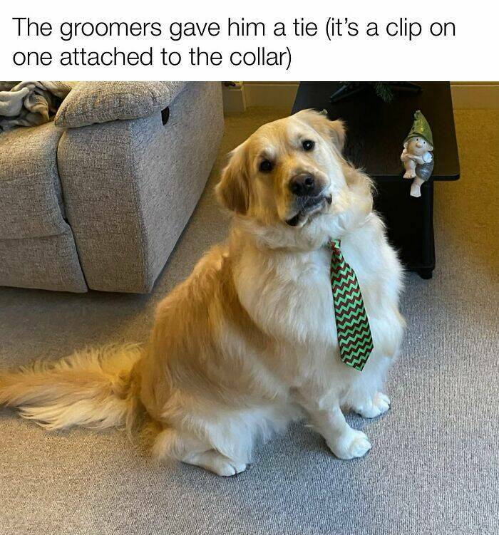 Your Daily Bark of Joy Your Daily Bark of Joy