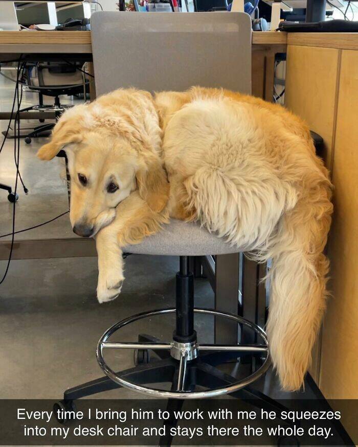 Your Daily Bark of Joy Your Daily Bark of Joy