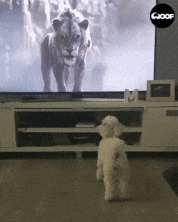 Daily Gifdump Daily Gifdump