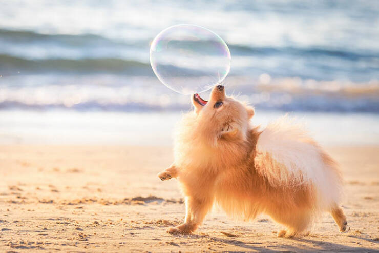 The Internet’s Goodest Boys and Girls in Photos
