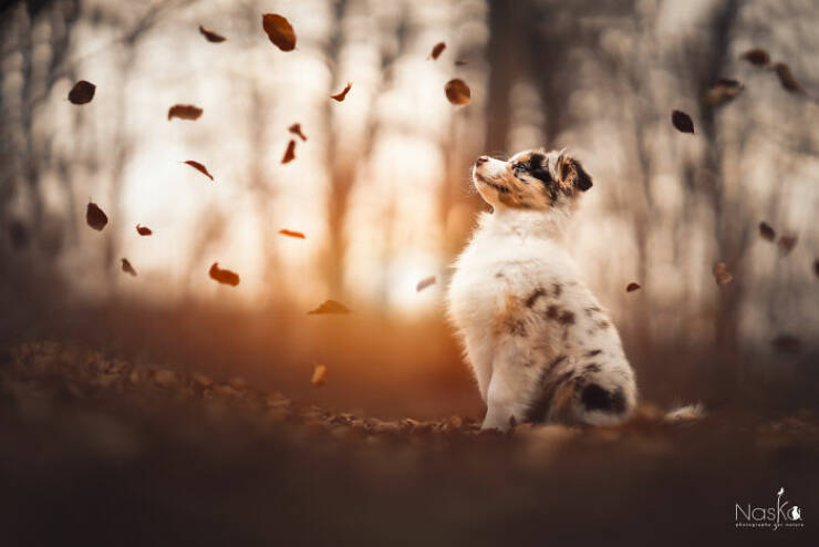 The Internet’s Goodest Boys and Girls in Photos