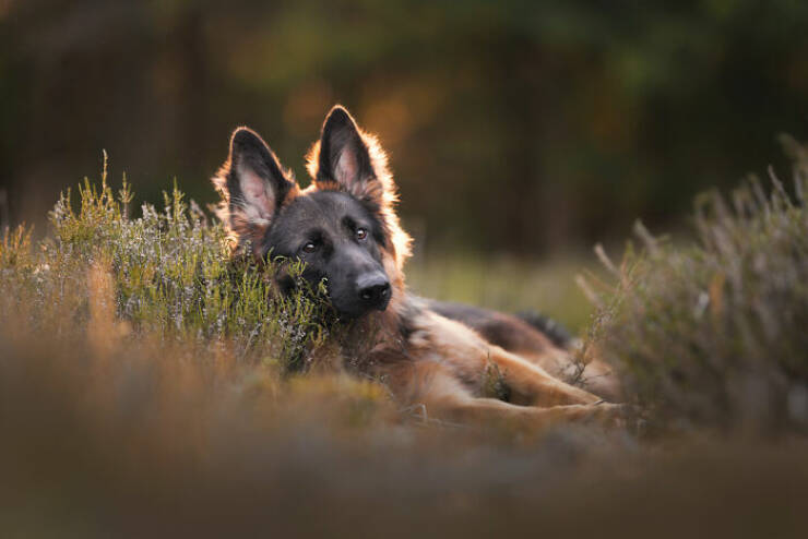The Internet’s Goodest Boys and Girls in Photos