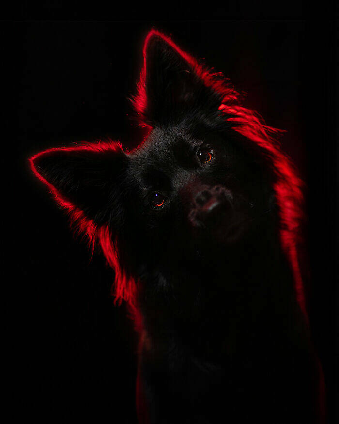 The Internet’s Goodest Boys and Girls in Photos