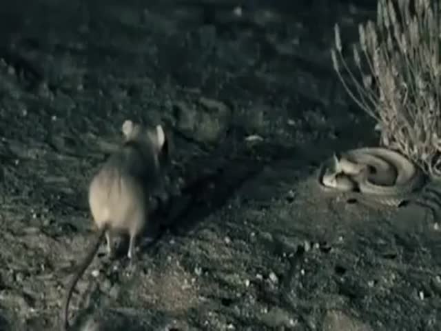 The Reaction Of Mice
