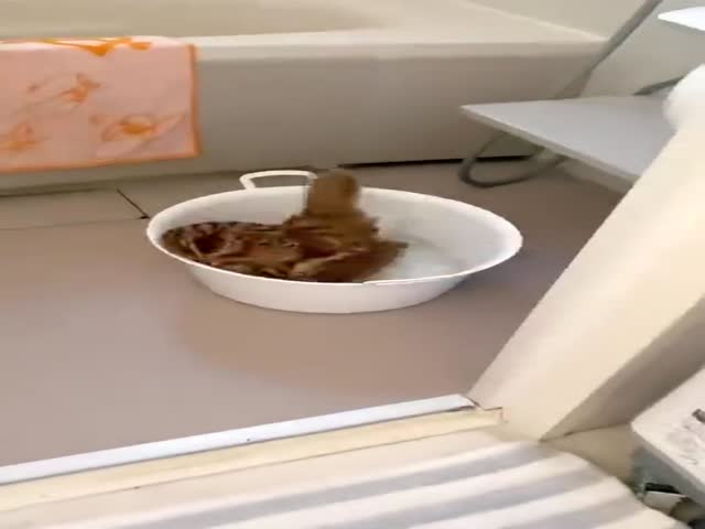 Owl Taking A Bath