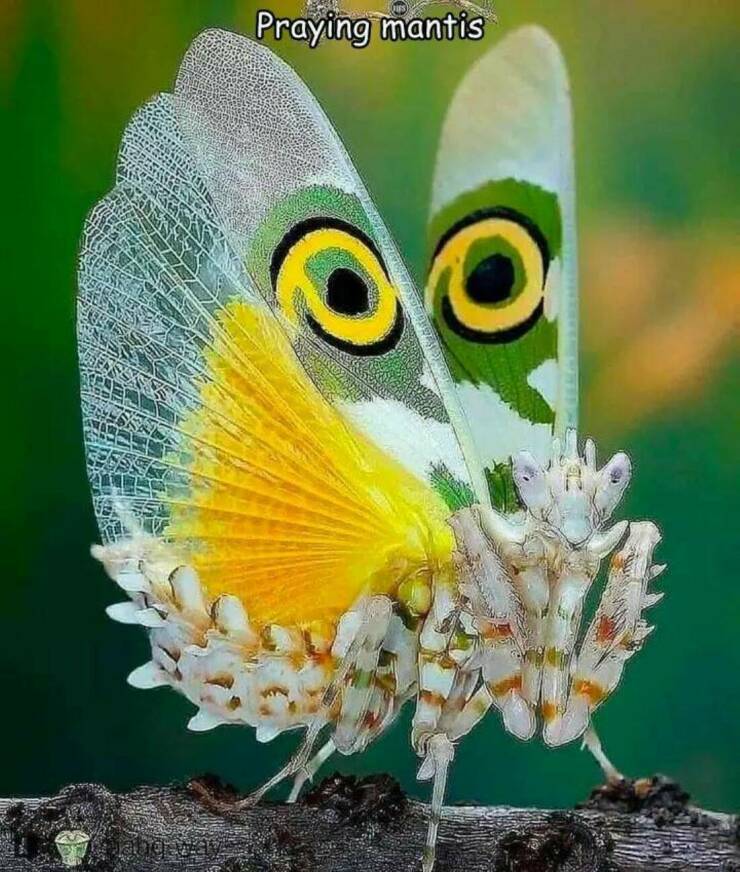 Daily Picdump Daily Picdump