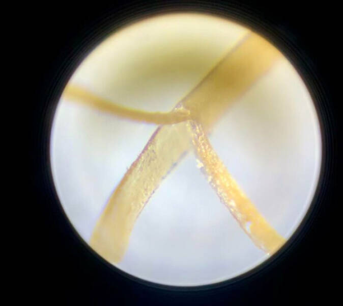 The Hidden Beauty of the Microscopic World