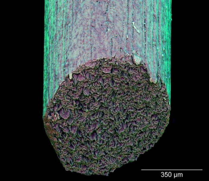 The Hidden Beauty of the Microscopic World