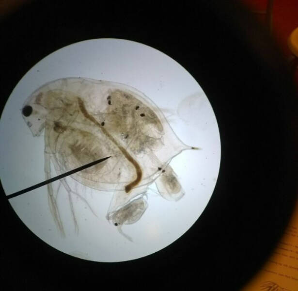 The Hidden Beauty of the Microscopic World