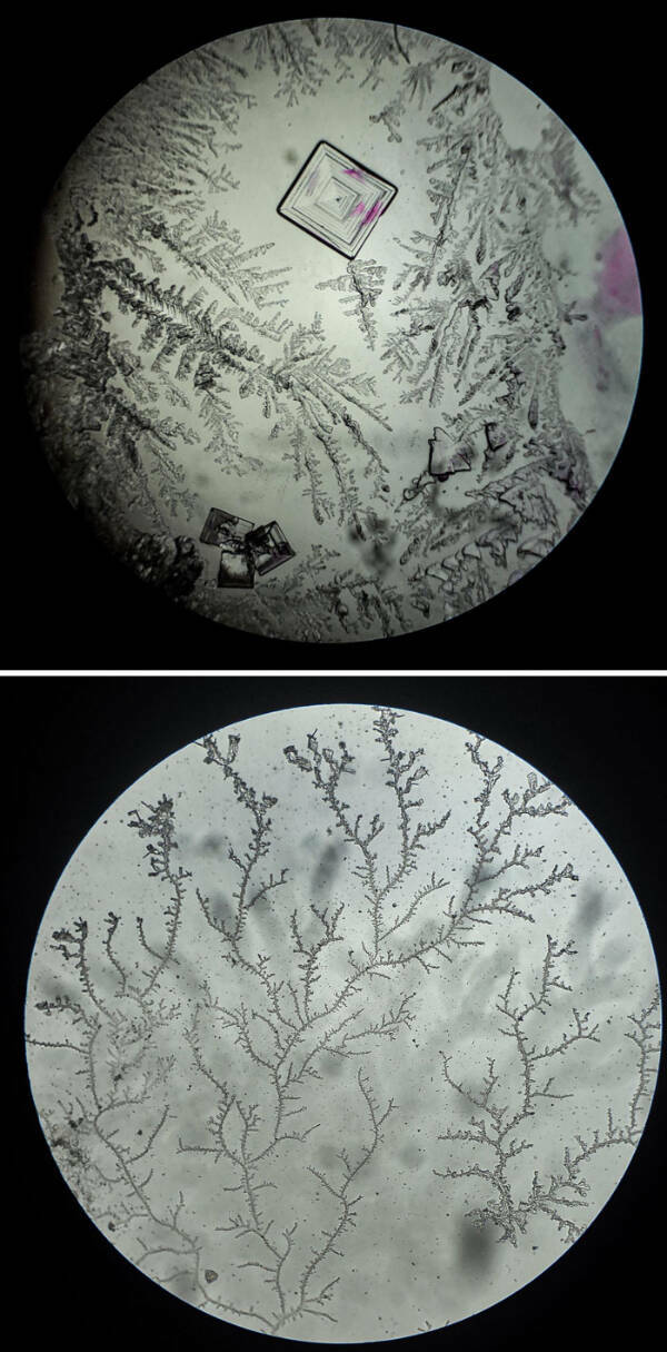 The Hidden Beauty of the Microscopic World