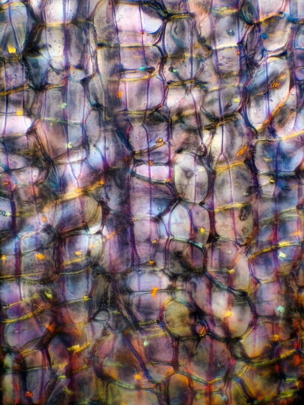 The Hidden Beauty of the Microscopic World