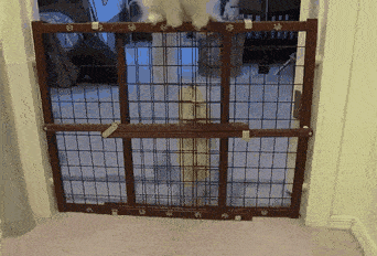 Daily Gifdump Daily Gifdump