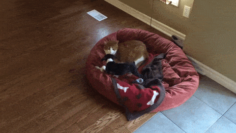 Daily Gifdump Daily Gifdump