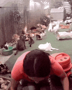 Daily Gifdump Daily Gifdump