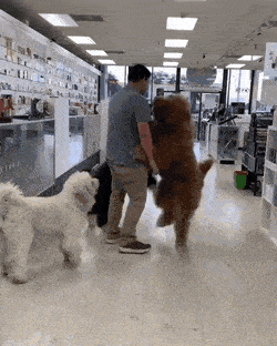 Daily Gifdump Daily Gifdump