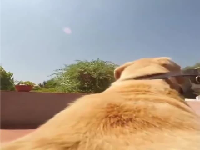 Dog Ride