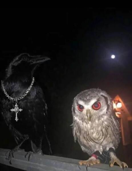 Cute... But Also Terrifying Animal Moments