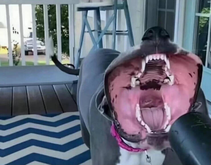 Cute... But Also Terrifying Animal Moments Cute... But Also Terrifying Animal Moments