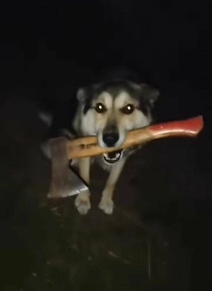 Cute... But Also Terrifying Animal Moments Cute... But Also Terrifying Animal Moments