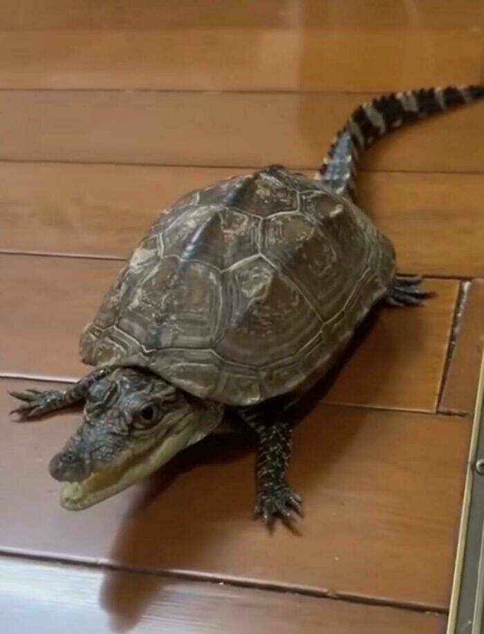 Cute... But Also Terrifying Animal Moments Cute... But Also Terrifying Animal Moments