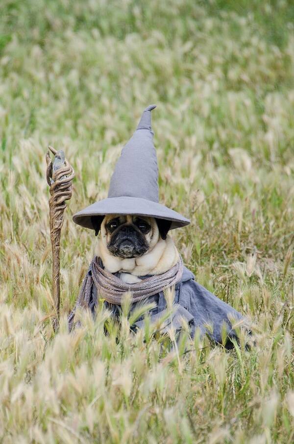 One Meme to Rule Them All