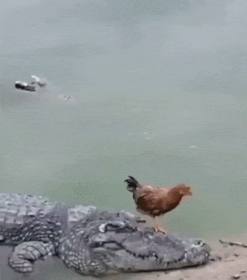 Daily Gifdump Daily Gifdump