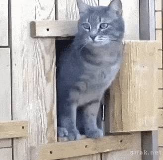 Daily Gifdump Daily Gifdump