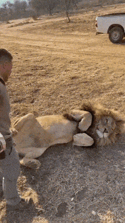 Daily Gifdump Daily Gifdump