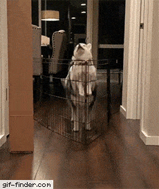 Daily Gifdump Daily Gifdump