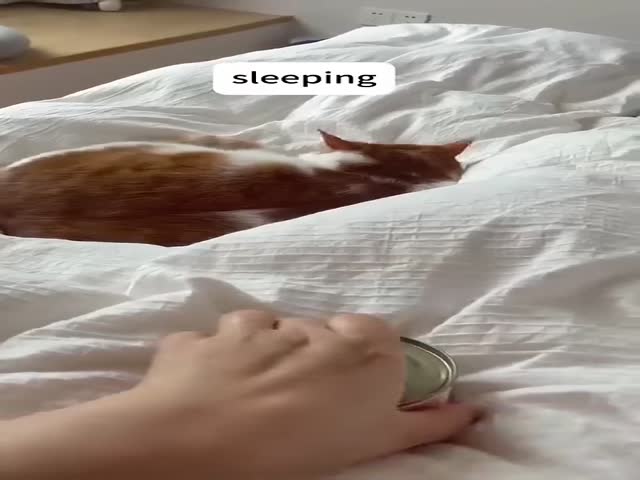 Always Hungry