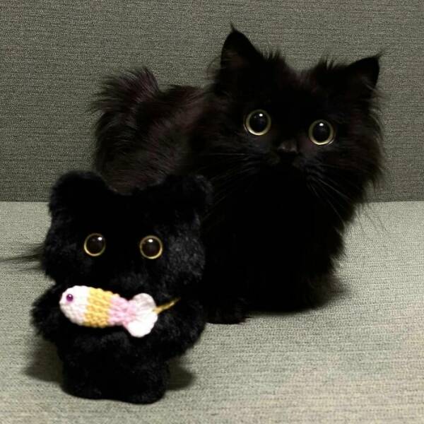 Fluffy, Furry, and Full of Love