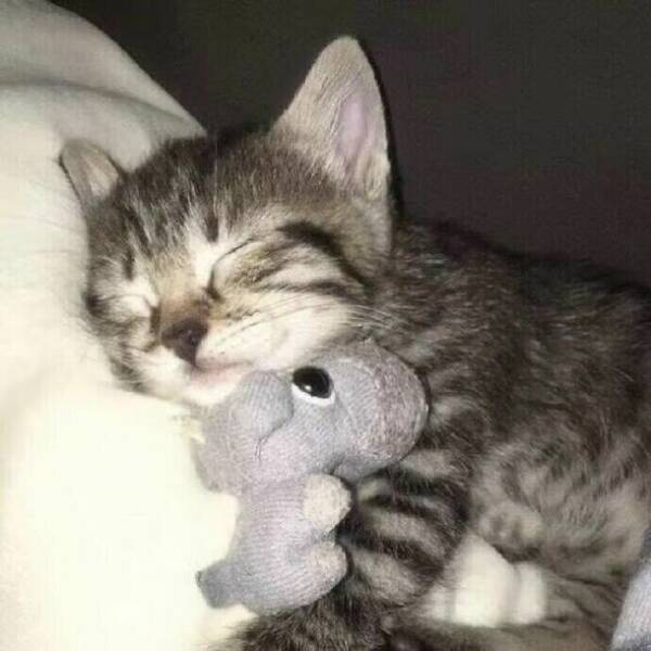 Fluffy, Furry, and Full of Love