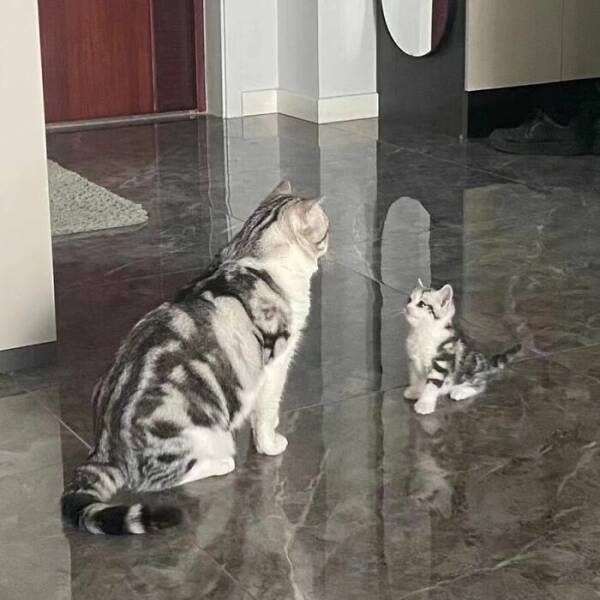 Fluffy, Furry, and Full of Love