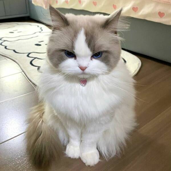 Fluffy, Furry, and Full of Love