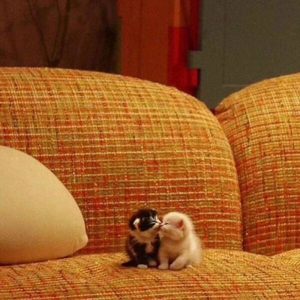 Fluffy, Furry, and Full of Love