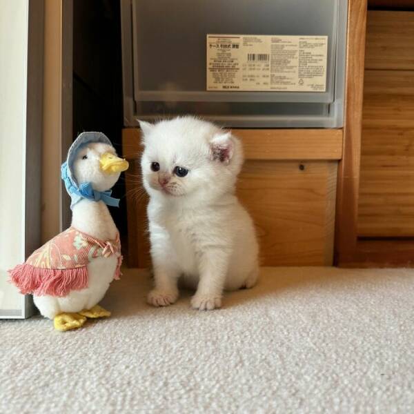 Fluffy, Furry, and Full of Love