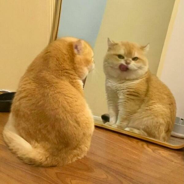 Fluffy, Furry, and Full of Love