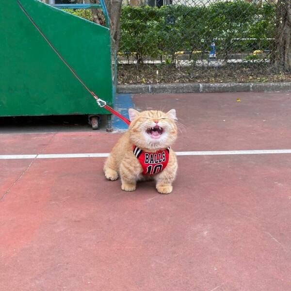 Fluffy, Furry, and Full of Love