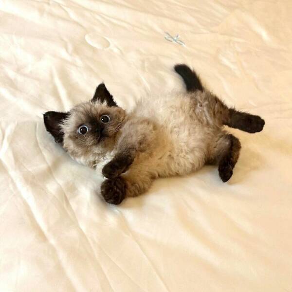 Fluffy, Furry, and Full of Love