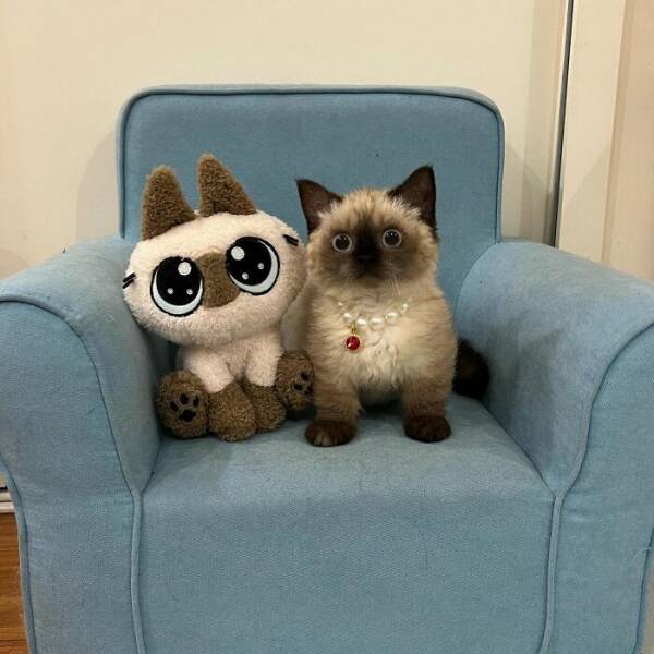 Fluffy, Furry, and Full of Love