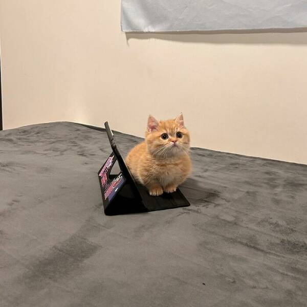 Fluffy, Furry, and Full of Love