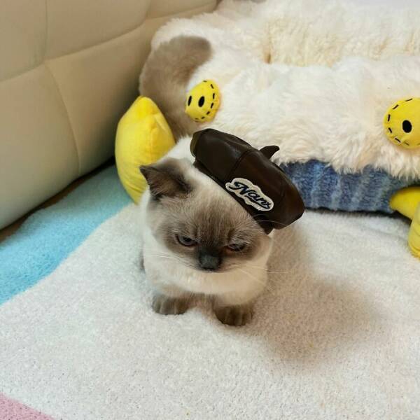 Fluffy, Furry, and Full of Love