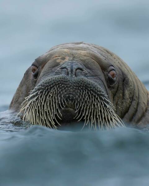 From Majestic to Bizarre: Animals Like You’ve Never Seen