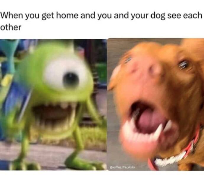Pawsitively Hilarious Dog Memes