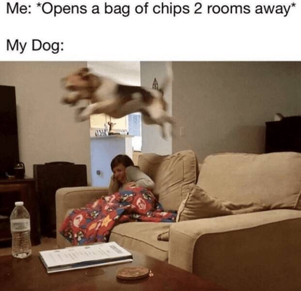 Pawsitively Hilarious Dog Memes