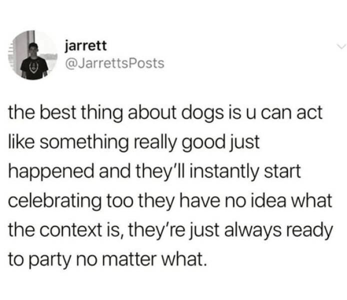 Pawsitively Hilarious Dog Memes