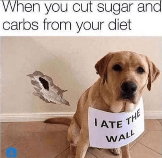 Pawsitively Hilarious Dog Memes